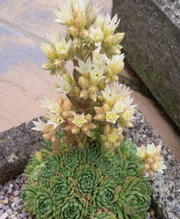 Rosularia chrysantha 
