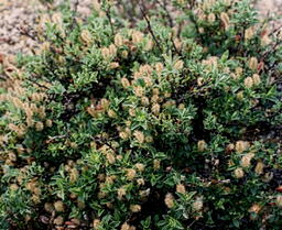 Salix reticulata ssp. nivalis