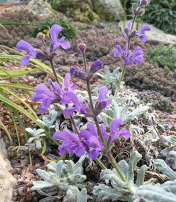 Salvia cyanescens 