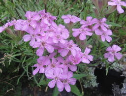 Saponaria caespitosa