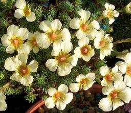 Saxifraga 'Alan Martin' (x boydilacina)