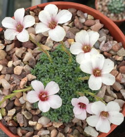 Saxifraga 'Allendale Accord'