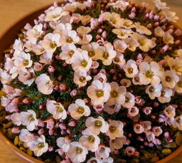 Saxifraga 'Allendale Charm'