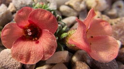 Saxifraga 'Amberglow'