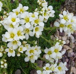 Saxifraga 'Alba' (x apiculata)