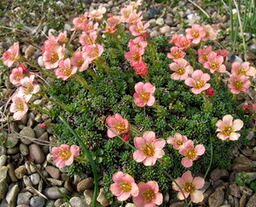 Saxifraga 'Bohemia' 