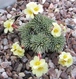 Saxifraga 'Brno' (x elisabethae) 