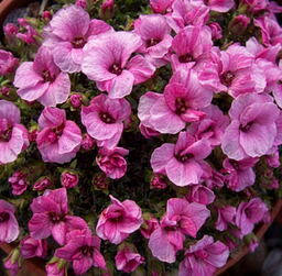 Saxifraga porophylla .