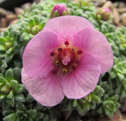 Saxifraga 'Harlow Car' (x poluanglica)