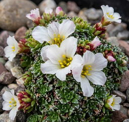Saxifraga iranica