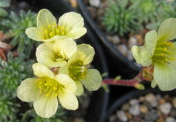 Saxifraga 'Karlstejn' (x borisii)