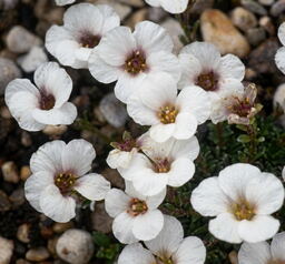 Saxifraga 'Labe' (x arco-valleyi)