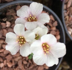 Saxifraga marginata var rocheliana 