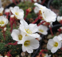 Saxifraga 'Mrs Helen Terry' (x salmonica)