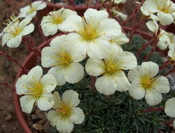 Saxifraga 'Nottingham Gold' (x boydii) 