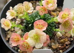 Saxifraga 'Pablo Picasso'