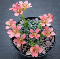 Saxifraga 'Paul Gaughin'