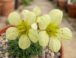 Saxifraga 'Primrose Dame'