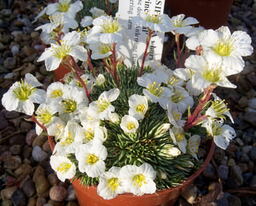 Saxifraga 'Prince Hal' (burseriana) 