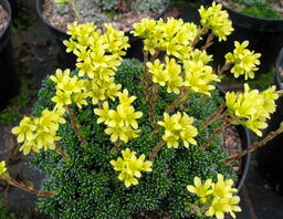 Saxifraga 'Pungens' (x apiculata) 
