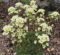 10 Saxifraga Selection (Silver Encrusted)