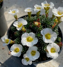 Saxifraga 'Rosaleen'