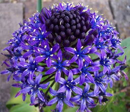 Scilla peruviana 