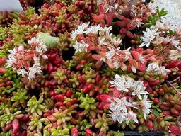 Sedum album 'Coral Carpet'