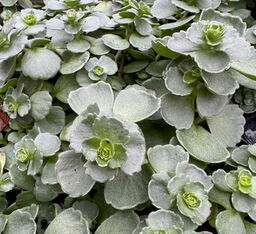 Sedum sieboldii