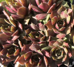 Sempervivum 'Springmist'