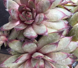 Sempervivum 'Atropurpureum' 