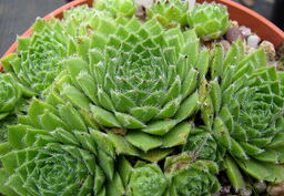 Sempervivum 'Hey Hey'