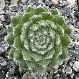 Sempervivum 'Lively Bug'