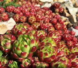 Sempervivum pittonii