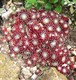 Sempervivum 'Red Spider' 
