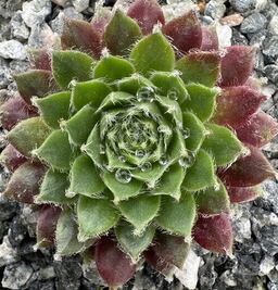 Sempervivum 'Royal Opera' 