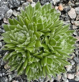 Sempervivum 'Whitening'