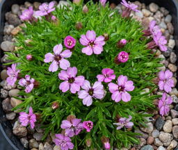 Silene acaulis Compact Pink 