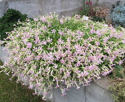 Silene schafta 'Ralph Haywood'