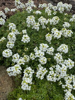 Thlaspi alpinum