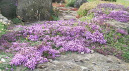 10 Thymus Selection