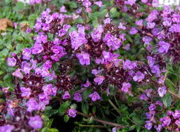 Thymus 'Purple Beauty' 