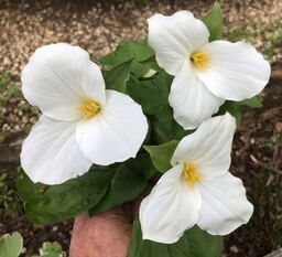 Trillium grandiflorum (delivery Autumn)