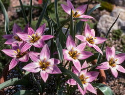 Tulipa aucheriana