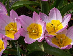 Tulipa saxatilis bakeri 'Lilac Wonder' 