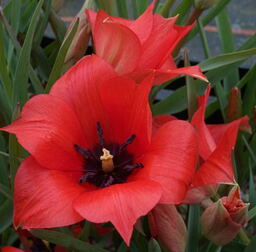 Tulipa linifolia 