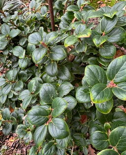 Vaccinium 'Spring Surprise'