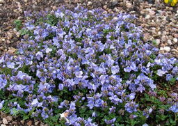 Veronica oltensis 